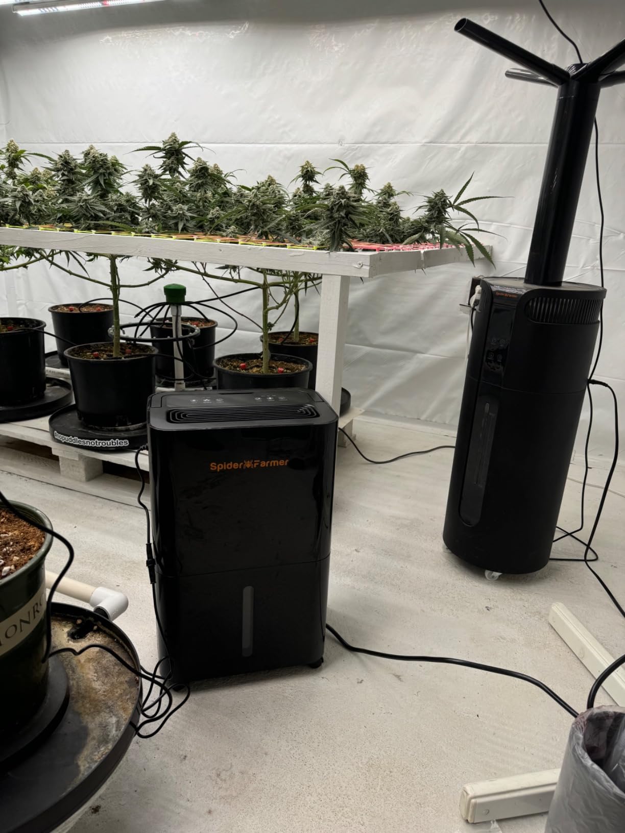 SPIDER FARMER 32 Pints Plant Dehumidifier for Grow Tent, Humidity Control | Compressor Entfeuchter with Drain Hose, Temperature & Humidity Sensor, 24H Timer Function, App Control customer photo 1