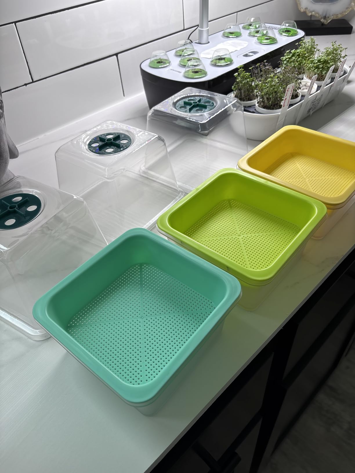 Microgreen Growing Trays, 5