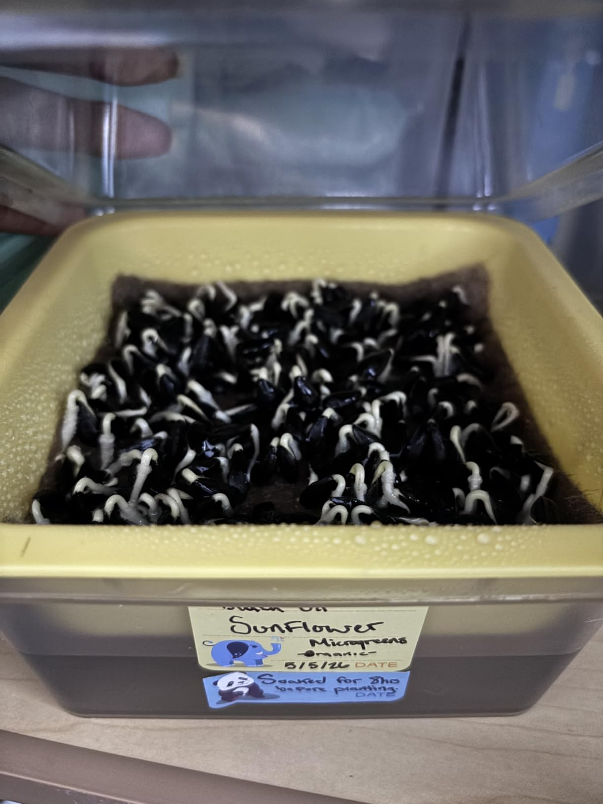 Microgreen Growing Trays, 5