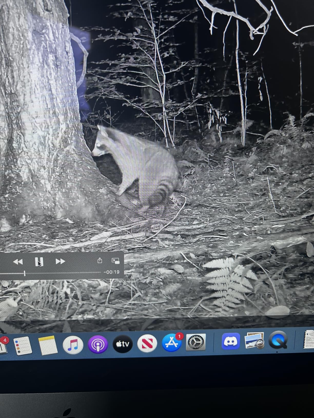 Meidase P70 (Non-Cellular, Non-WiFi) Trail Camera, 64MP 1296p, Game Cameras with No-Glow IR Night Vision, Motion Activated, Waterproof for Wildlife Deer Cams, Hunting customer photo 2