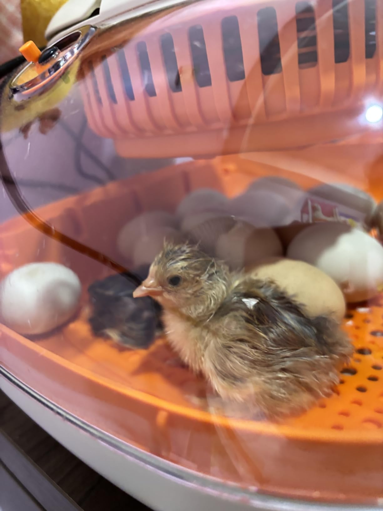 Chickcozy 25 Egg Incubator, Automatic Egg Turner with Thermometer Seat and Humidity Control, Egg Candler, 360° View customer photo 1