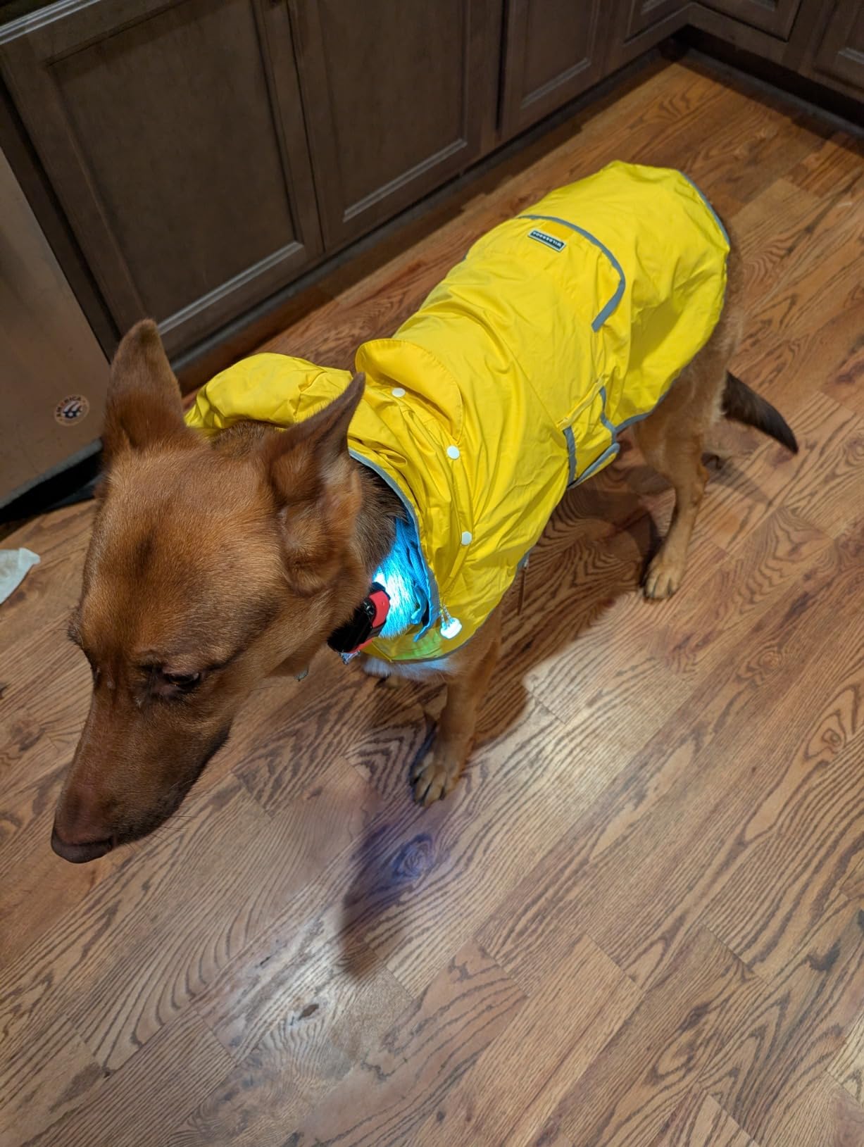 Wilderdog Dog Jacket Waterproof Raincoat with Breathable Interior, Removable Hood, Torso Strap, Secure Closures, Back Pocket customer photo 2