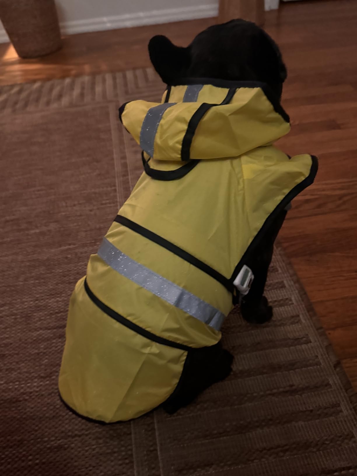Paiaite Dog Raincoat: Hooded Slicker Poncho, Durable Waterproof Jacket with Reflective Stripes for Safety, Convenient Leash Hole, Perfect for Small, Medium, and Large Dogs Yellow M customer photo 1