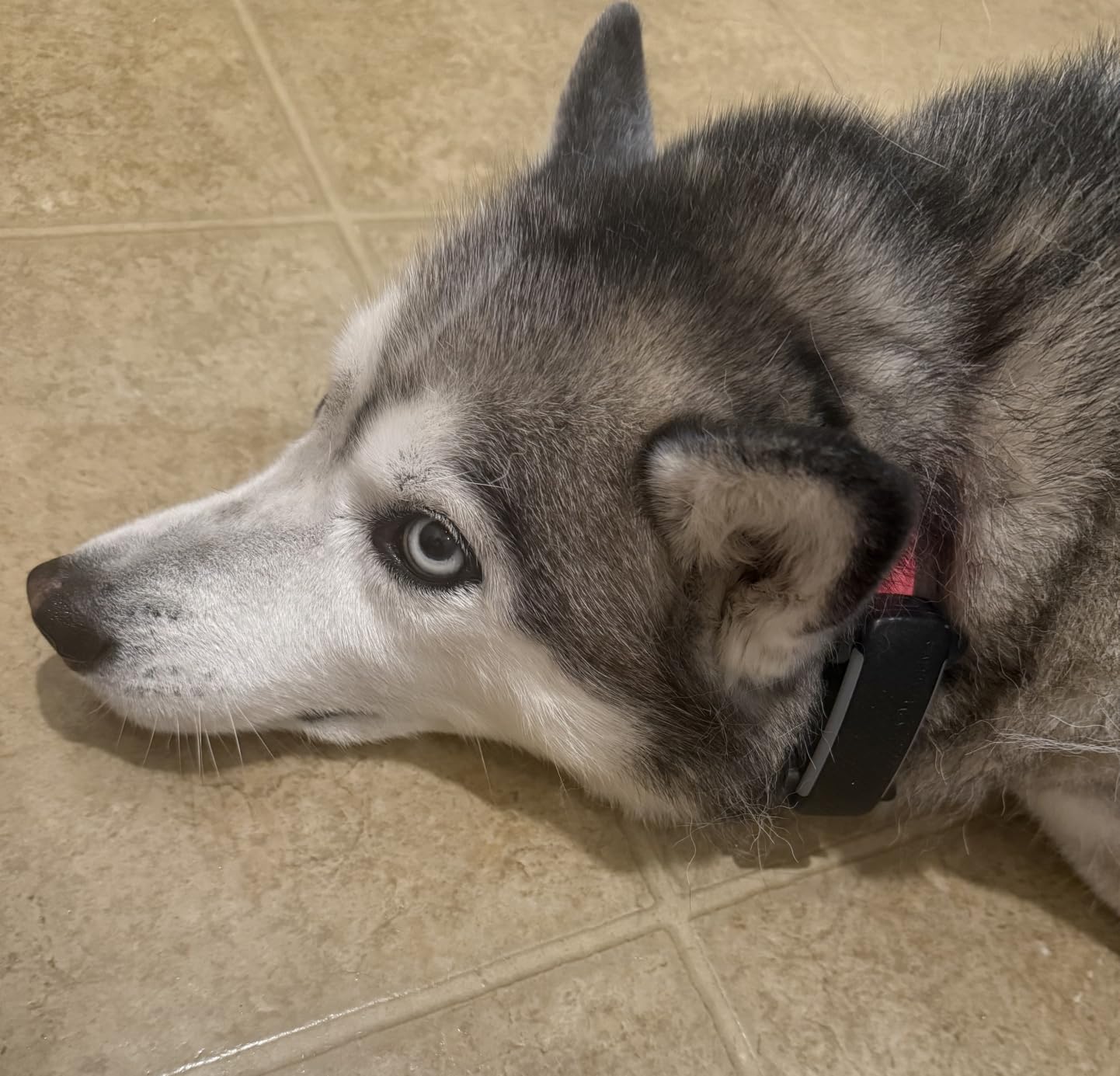 Tractive Smart Dog GPS Tracker | Live Pet Tracker with Virtual Fence | Vital Signs Monitoring of Heart & Respiratory Rate | Bark Monitoring | Dog Collar Attachment (Mint) customer photo 2