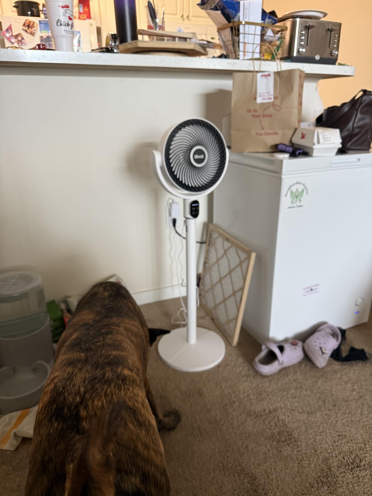 Levoit Standing Fan for Bedroom, 120° Oscillating Fan, 20dB quiet for Sleep | 908CFM Airflow, 9 Speeds 4 Modes, DC Motor Floor fan, 2-in-1 Pedestal & Tabletop, 9H Timer, Remote Control, for Home, Room customer photo 2