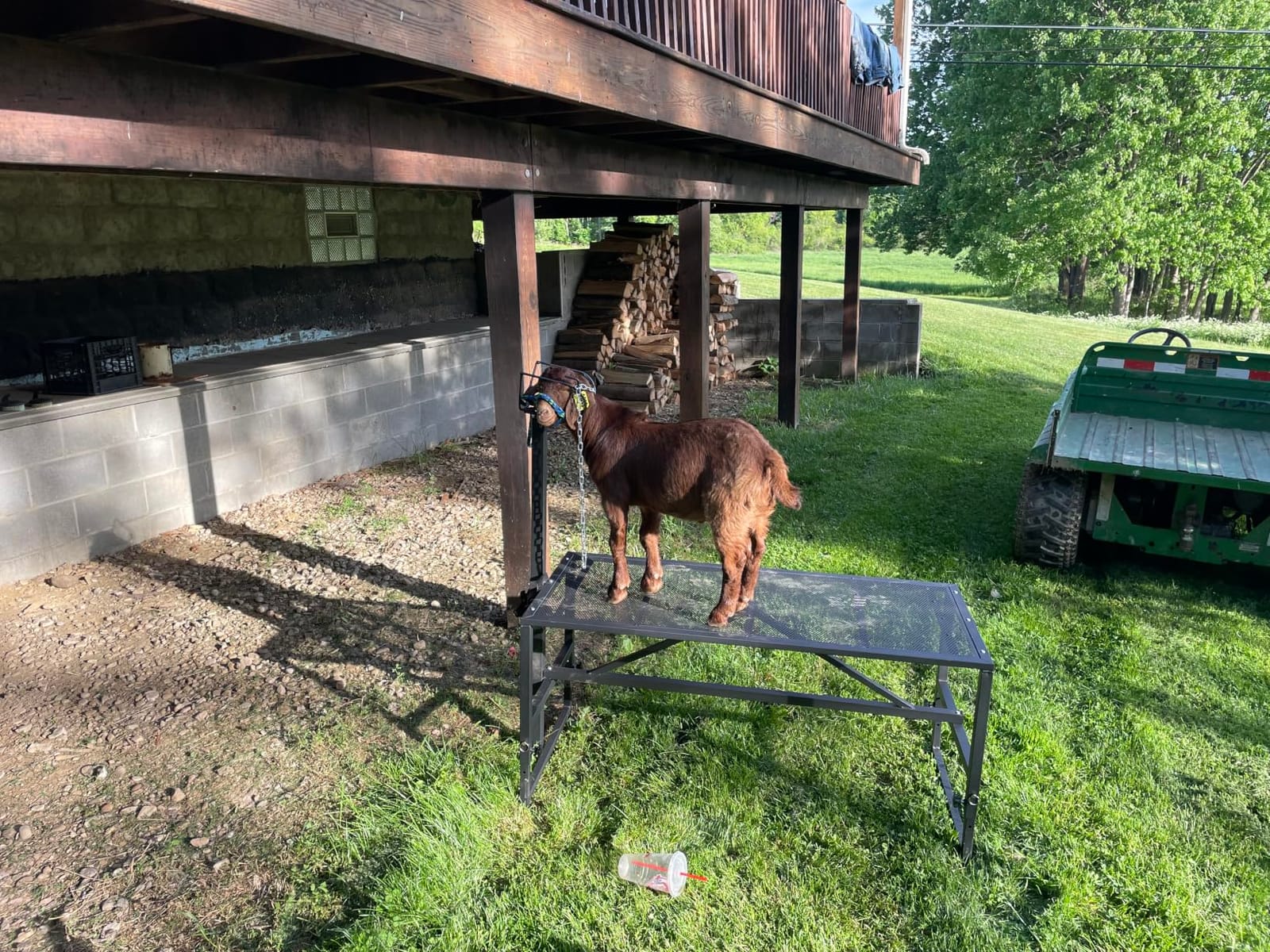 VEVOR Goat & Sheep Stand, 51x23 inch Livestock Stand, Metal Livestock Milking and Shearing Stand 21
