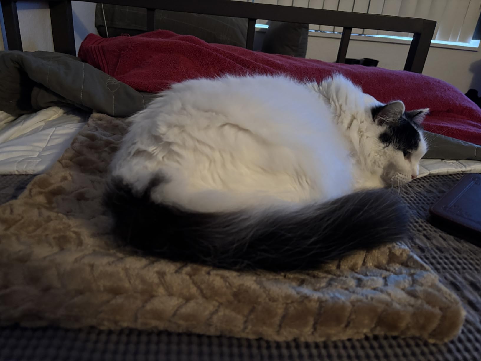 GASUR Extra Large Heated Cat Bed for Large Dogs, Waterproof Cat Heating Pad with Timer Temperature Adjustable, Indoor Electric Pet Heated Pad for Cats Dogs, Anti-bite Dog Heated Pad, 47''x28'', XLarge customer photo 1
