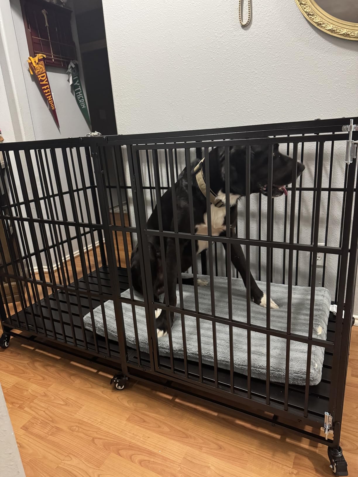 Heavy Duty Dog Crate 54 inch with Mat XL Large Pet Dog Cage Crate Kennel with Roof Top 2 Doors Removable Trays, Lockable Wheels Escape-Proof for High Anxiety Dogs (Black, 54 inch) customer photo 2