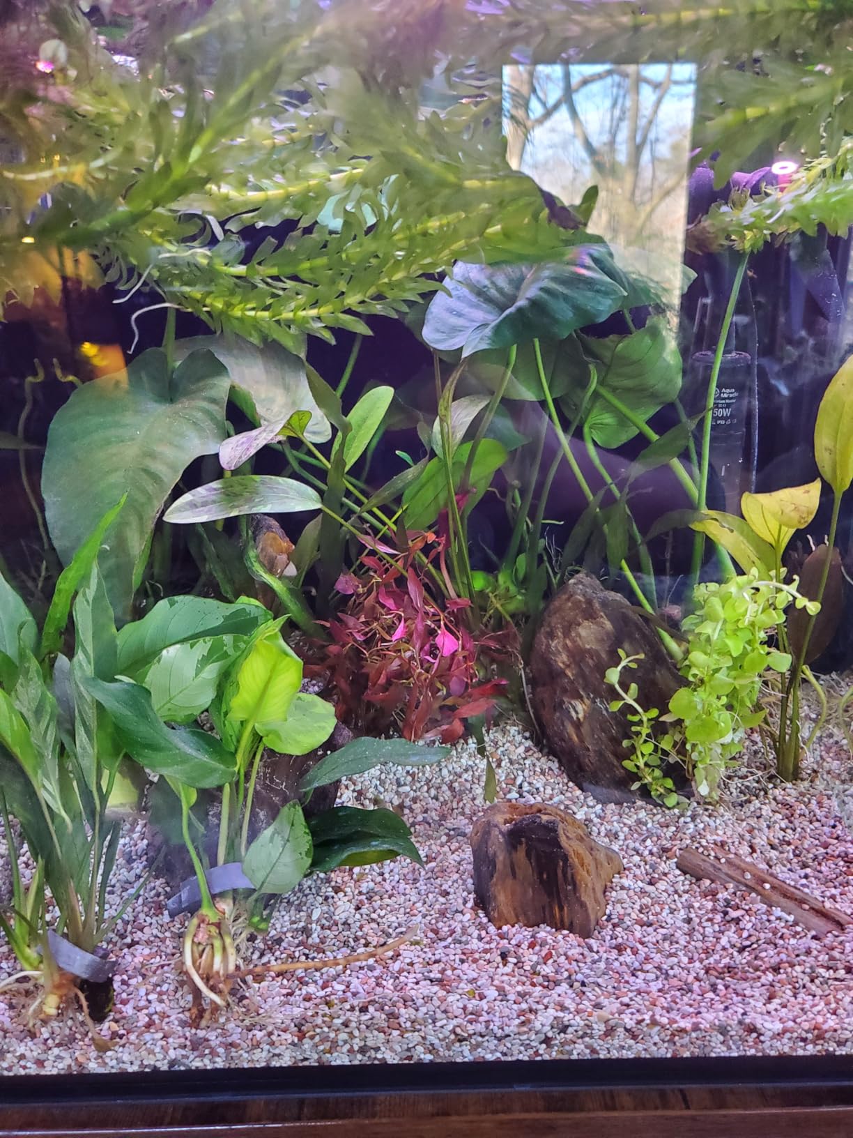 Innovative Marine Starter Kit Aquariums (25 Gallon Lagoon) customer photo 2