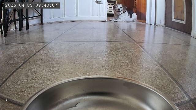 Automatic Dog & Cat Feeder with Camera & WiFi - 8L/34 Cups, 1080P Night Vision, 2.4 & 5G WiFi, 2-Way Talk, 10s Voice Recording, Timed Food Dispenser, Up to 99 Portions, 15 Meals Per Day customer photo 2