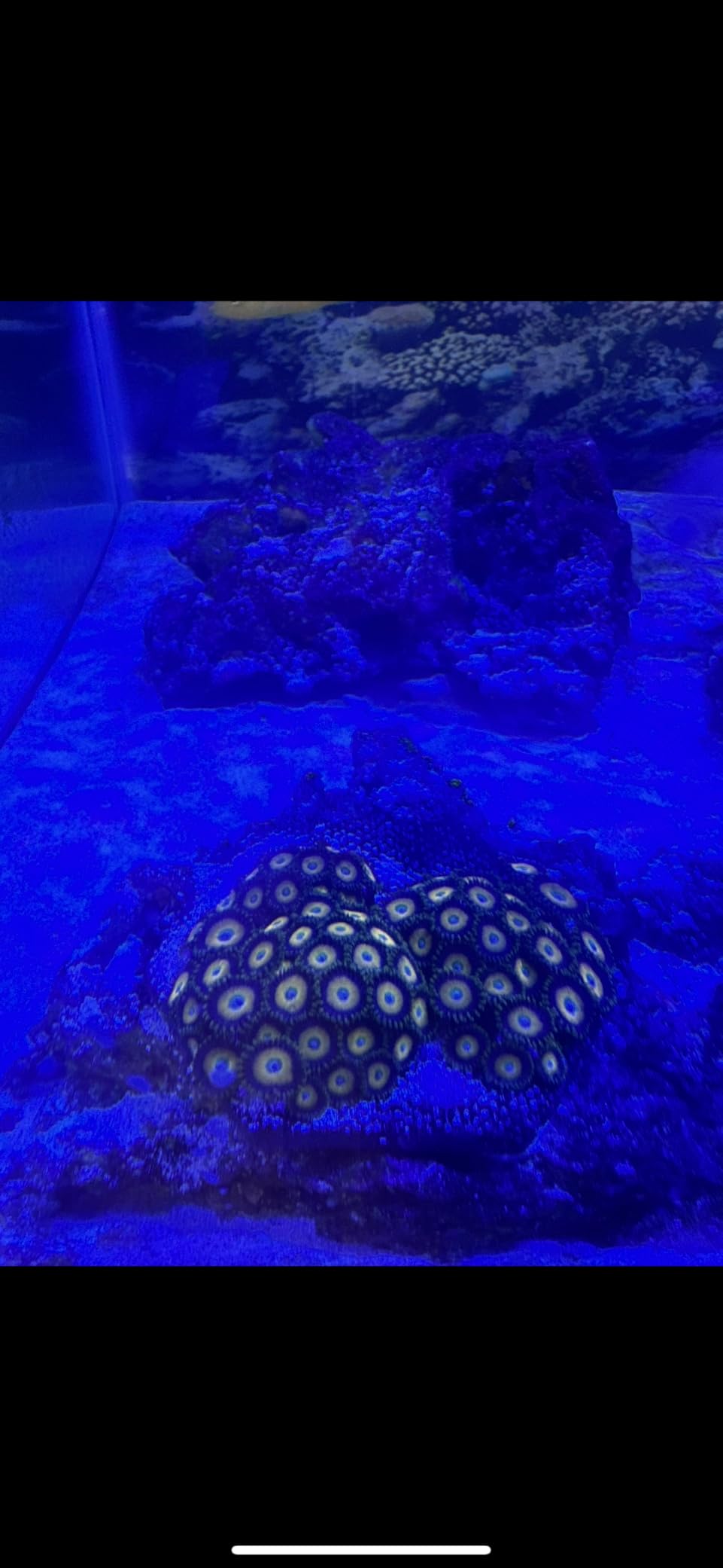 NICREW HyperReef 100 Gen 2 Reef LED Light, 100W Reef Aquarium Lighting for SPS LPS Corals and Saltwater Fish Tanks, Enhanced Violet and Blue Spectrum, Wide Angle Lens, 5 Channels Fully Programmable customer photo 1