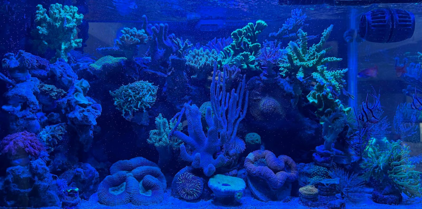 NICREW HyperReef 200 Gen 2 Reef LED Light, 200W Reef Aquarium Lighting for SPS LPS Corals and Saltwater Fish Tanks, Enhanced Violet and Blue Spectrum, Wide Angle Lens, 5 Channels Fully Programmable customer photo 1