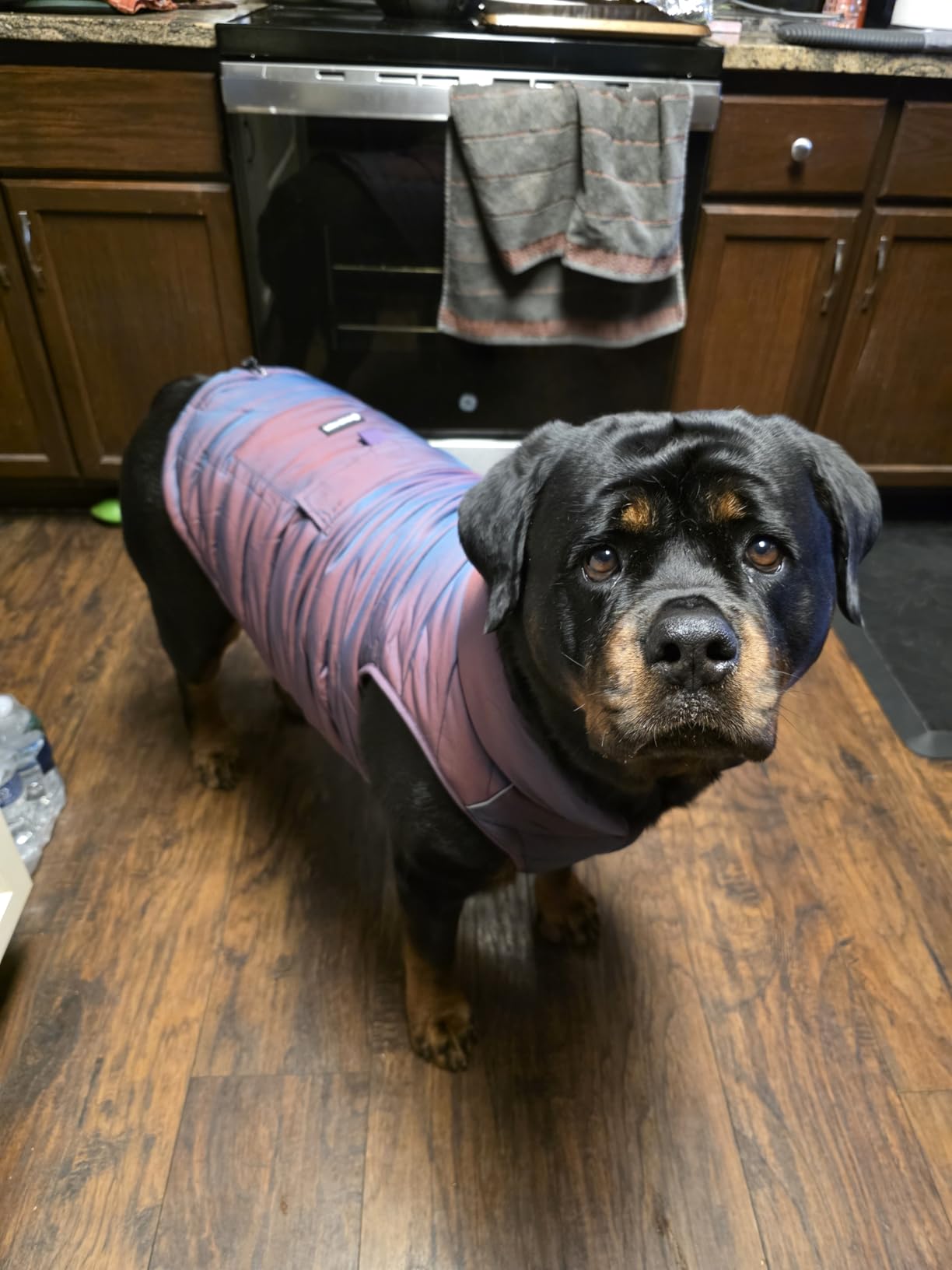 Spark Paws Winter Dog Jacket - Warm Water Resistant Coat, Warm Fleece Lined | Real Winter Warmth, Fleece Lined, Windbreaker Shell, Fits Deep Chests, for Puppies, Small, Medium & Large Dogs customer photo 1