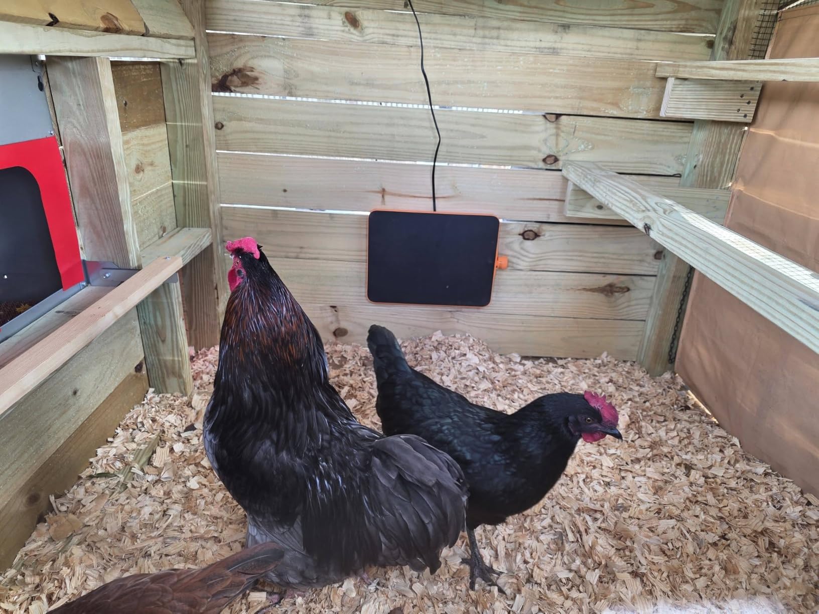 Smart Chicken Coop Heater, 200W Radiant Heat Panel with Temperature Sensor | One Heater for Chicks & Adult Chickens, 70-190℉ Adjustable Range, Flat, Standing and Wall-Mount Modes for Every Growth Stage customer photo 1