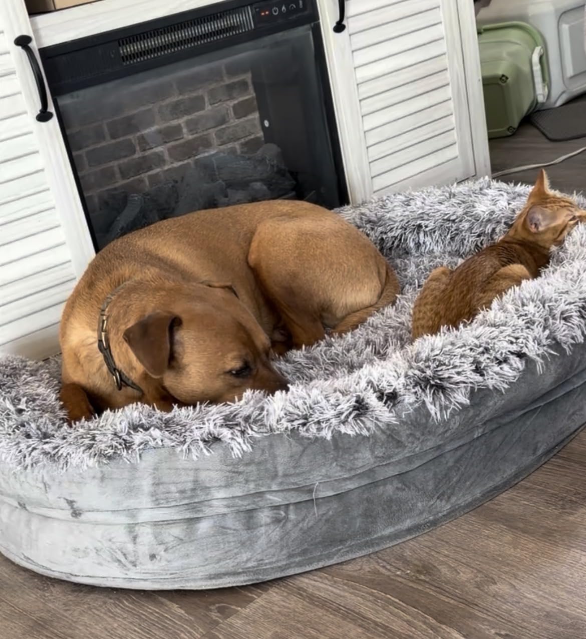 iweepet Fluffy Calming Orthopedic Dog Beds for Large & Extra Large Dogs, Supportive Dog Sofa Bed with 3.7 inch 28D Egg-Crate Foam, Removable Washable Plush Cover, Waterproof Lining,44'',Grey customer photo 1