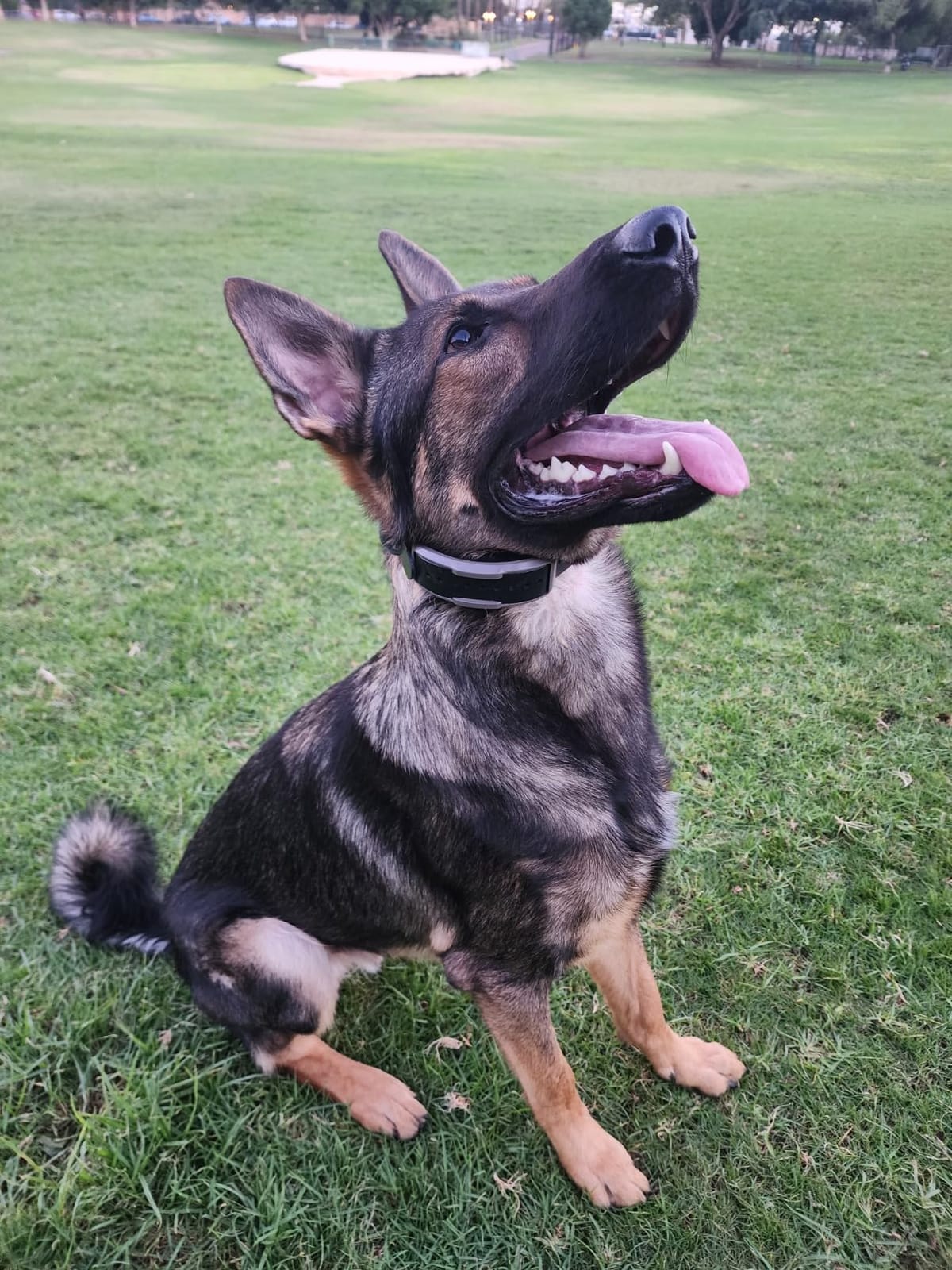Dogtra 1900X E-Collar for Dog Training - 3/4 Mile Range, for Dogs 35 lbs+, IPX9K Waterproof, 100 Stimulation Levels, Vibration, Tone, Rechargeable customer photo 1