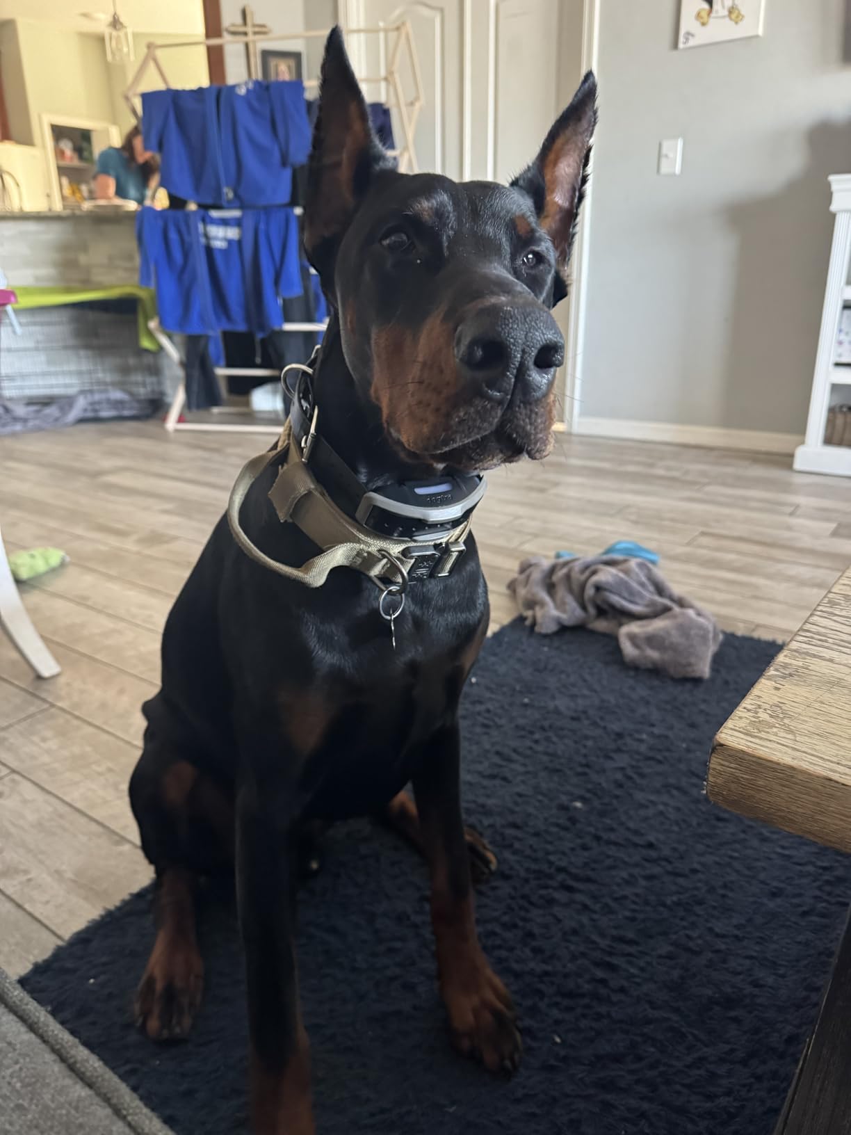 Dogtra 1900X E-Collar for Dog Training - 3/4 Mile Range, for Dogs 35 lbs+, IPX9K Waterproof, 100 Stimulation Levels, Vibration, Tone, Rechargeable customer photo 2