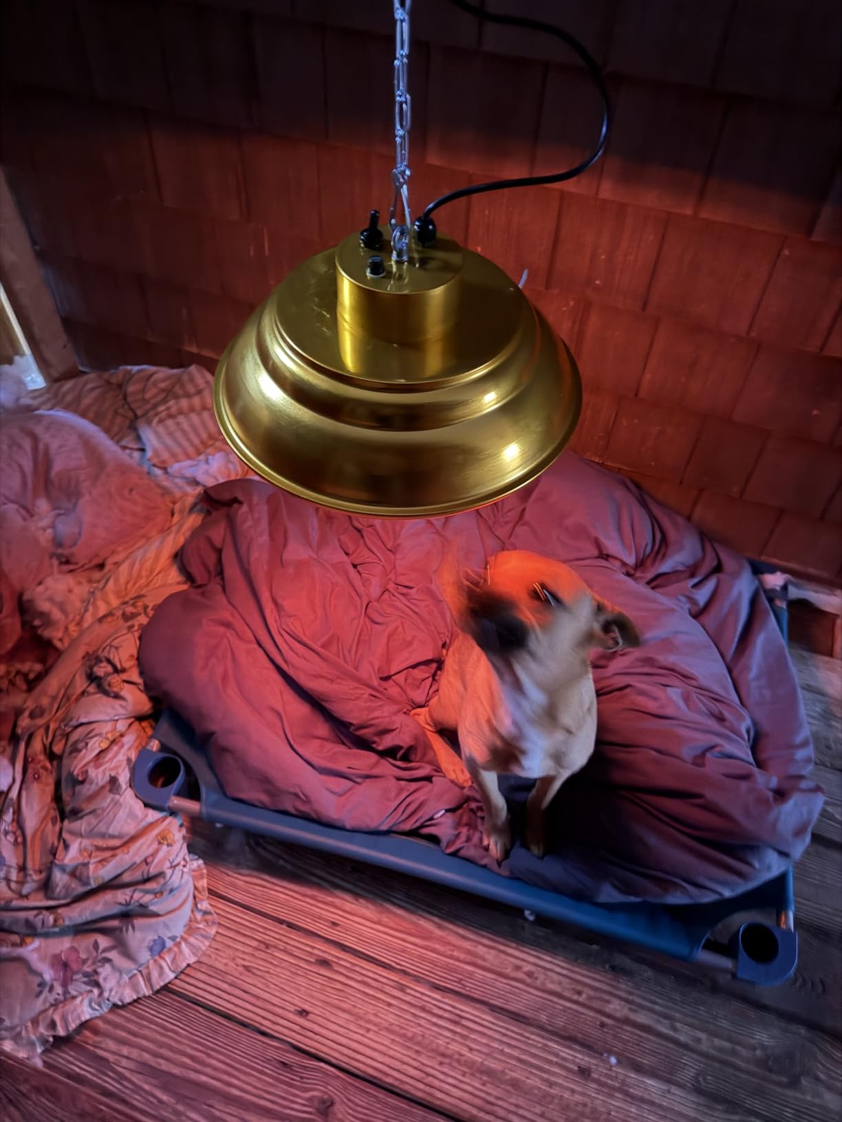 600 Watt Large Range Chicken Coop Heater - Professional Heat Lamp for Chicken, Poultry and Livestock customer photo 1