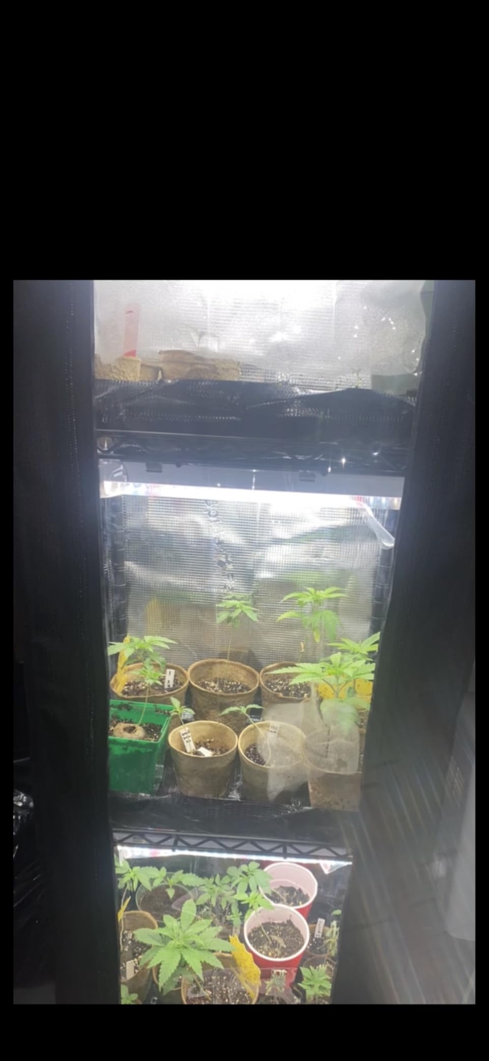 Spider Farmer 4 Tier Mini Greenhouse Plant Shelf with Grow Lights Indoor | 60W Full Spectrum LED Grow Lights, Grow Tent Cover with Visual Curtain and Blackout Curtain, Waterproof Trays, Movable Wheels customer photo 1