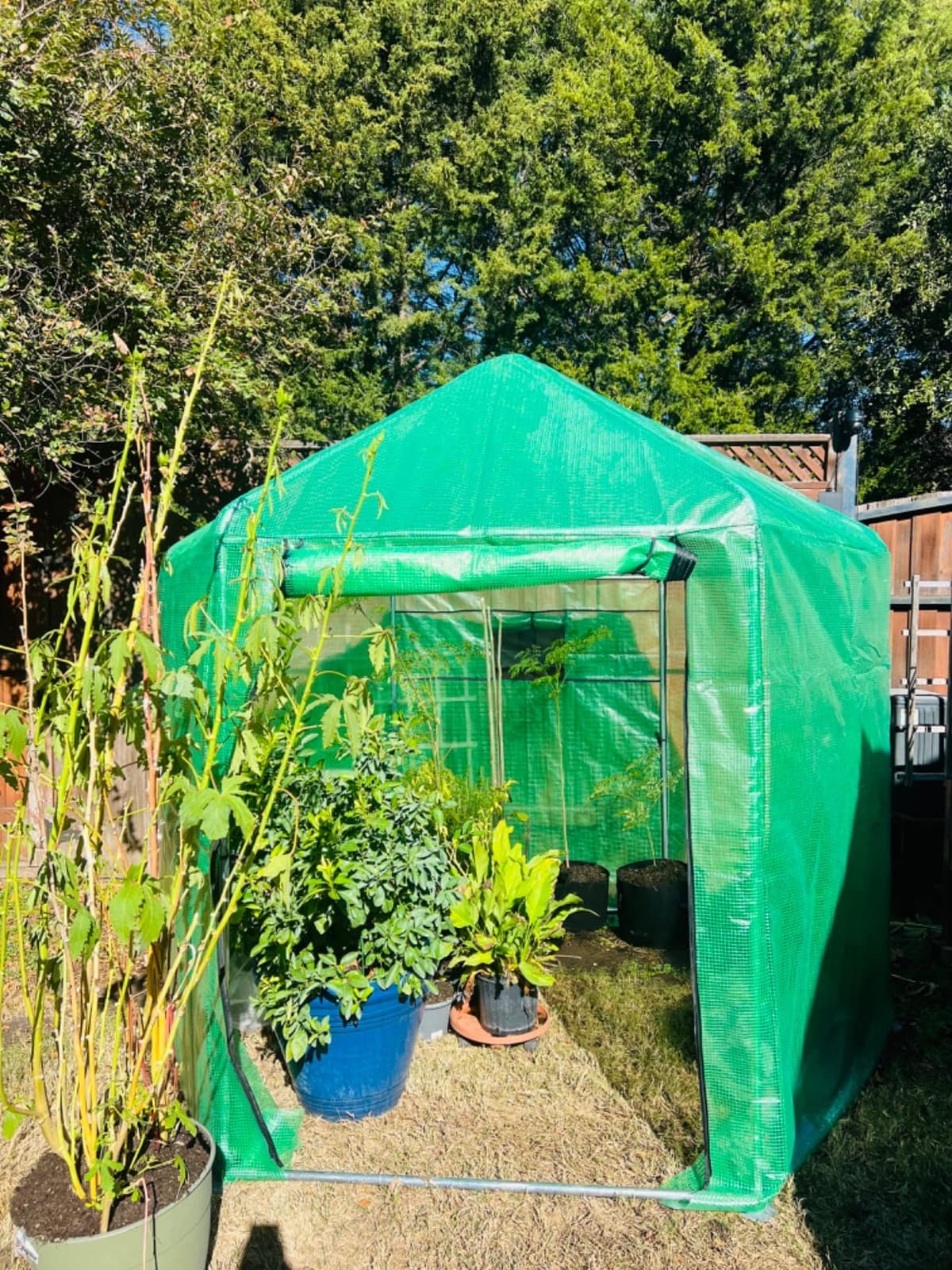 MU 7x7x7.6 FT Greenhouses for Outdoors, Heavy-Duty Green House for Outside, Walk in Winter Greenhouse with 180g Double Layer PE Cover, Ground Stakes, Great for Garden/Patio/Backyard customer photo 1