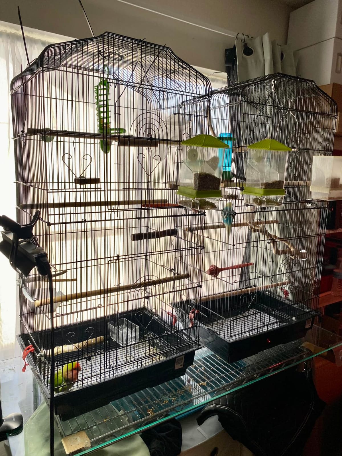 VEVOR 64-inch Open Top Large Parrot Bird Cage with Detachable Rolling Stand for Parakeets Finches Canaries Lovebirds Cockatiels Budgies Small Quaker Conures Flight Birdcage with Swing and Perch customer photo 1