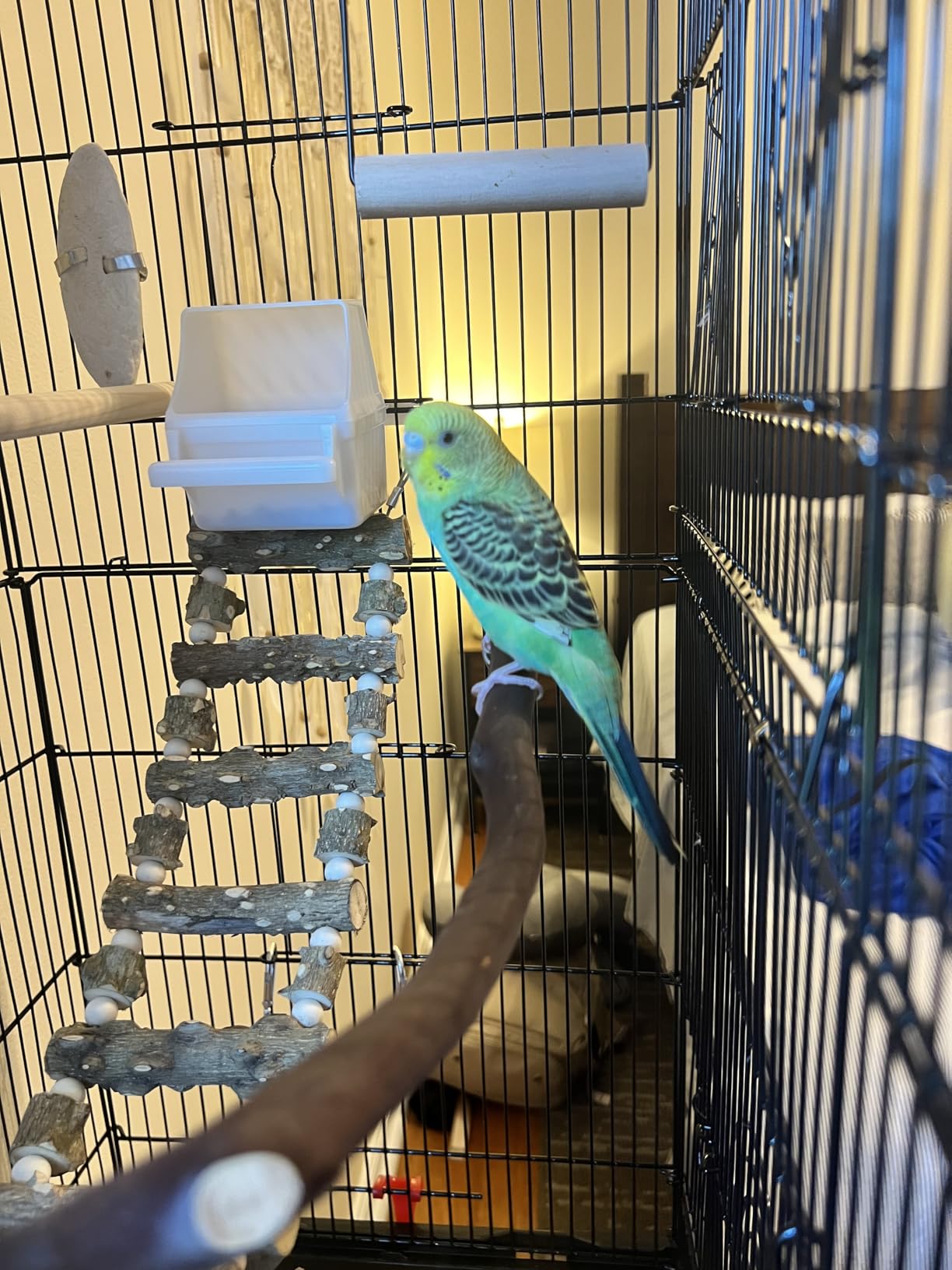 VEVOR 64-inch Open Top Large Parrot Bird Cage with Detachable Rolling Stand for Parakeets Finches Canaries Lovebirds Cockatiels Budgies Small Quaker Conures Flight Birdcage with Swing and Perch customer photo 2