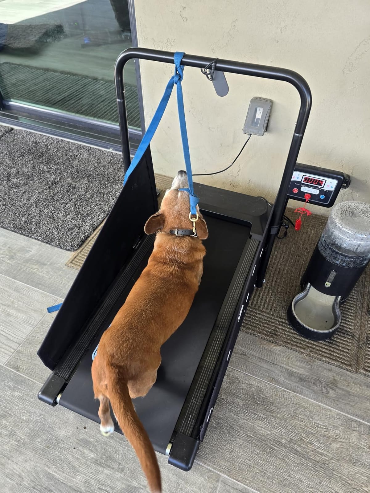 CIIHI Dog Treadmill for Medium Small Dogs - 265lbs Weight Capacity Pet Running Machine with 360° Rotatable Display - 2 in 1 Treadmill for Pet Fitness with Move Wheels and Remote Control customer photo 2