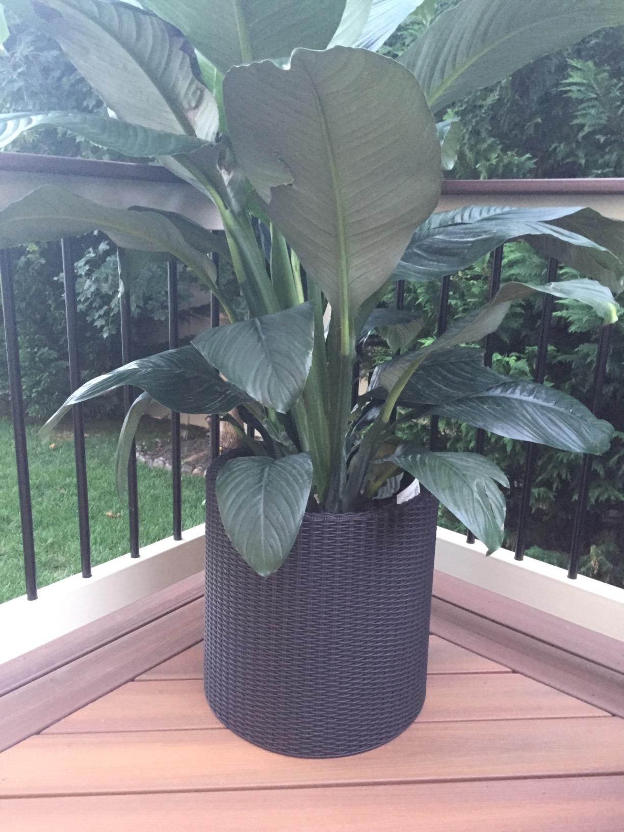 Keter Cylinder Set of 3 Rattan Resin Planter for Indoor and Outdoor Plants Ideal Decorative Planter for Porches and Patio Decor, Black customer photo 2