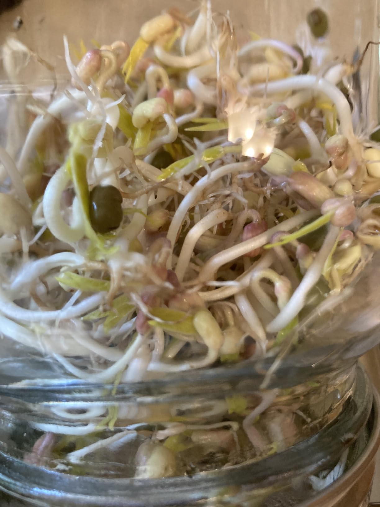 2000ml (68oz) LARGE SIZE Seed Sprouting Mason Jar Kit with Stand, Drain Tray | Screen Lids Seed Sprouting Kit, Blackout Sleeves, Good Ventilation & Drainage, Growing Fresh Organic Mung Beans, Broccoli customer photo 2