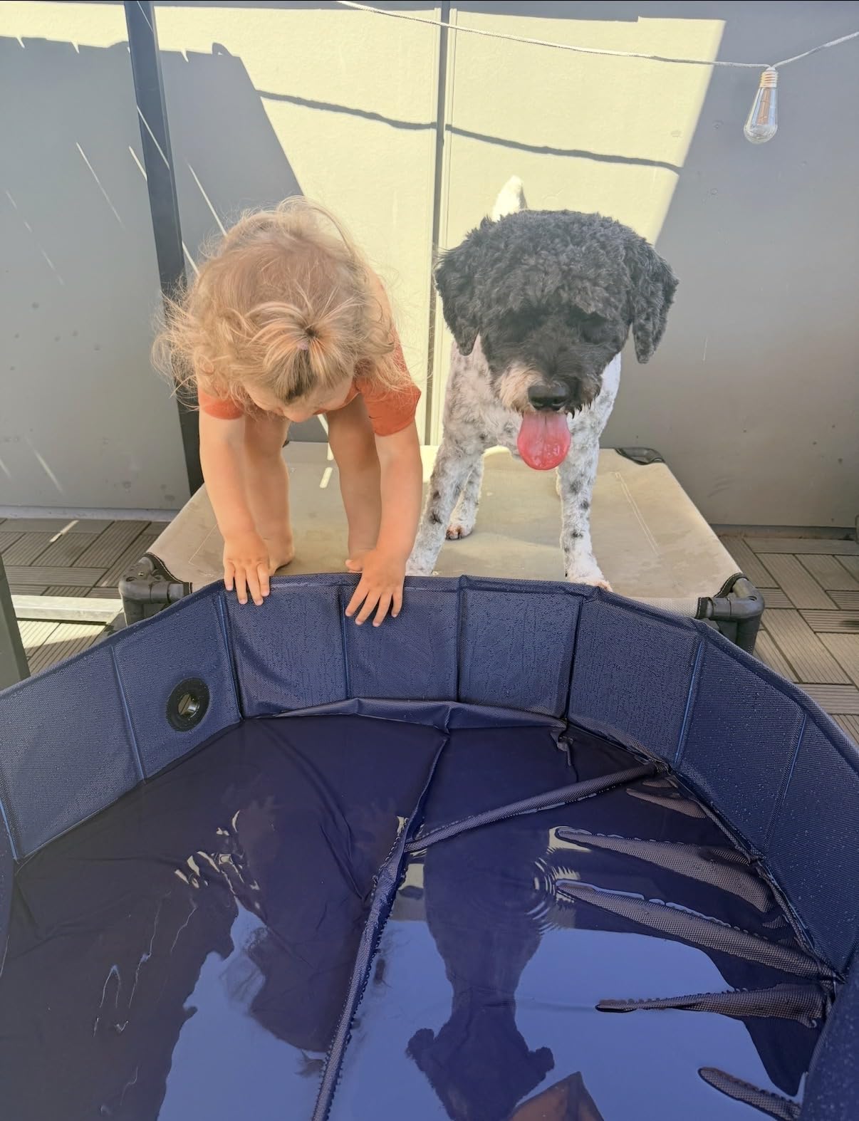 Dog Pool, Foldable Pet Swimming Pool with 6mm High-Strength PP Board, Hard Plastic Collapsible Doggy Pools for Small Dogs Kitty Duck, Non-Slip Doggie Bathtub Quick to Set Up and Drainage Hole(32x8in) customer photo 1