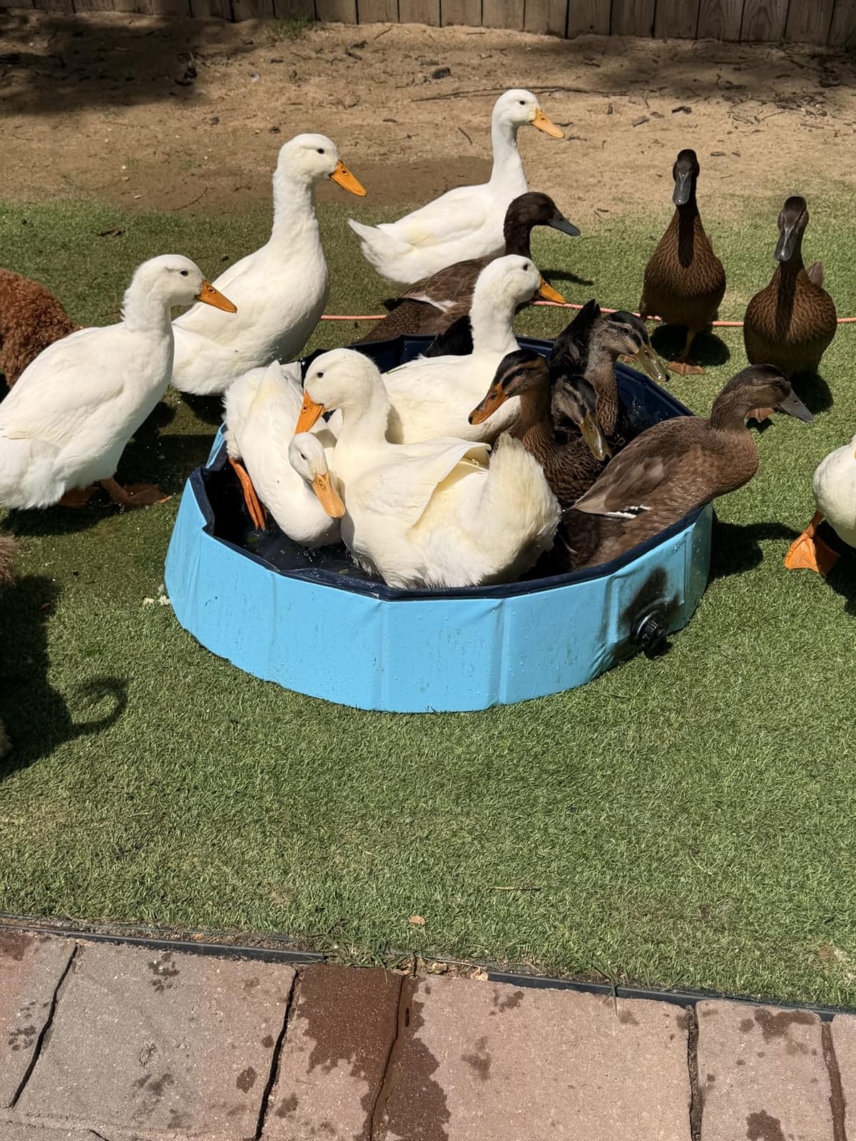 Dog Pool, Foldable Pet Swimming Pool with 6mm High-Strength PP Board, Hard Plastic Collapsible Doggy Pools for Small Dogs Kitty Duck, Non-Slip Doggie Bathtub Quick to Set Up and Drainage Hole(32x8in) customer photo 2