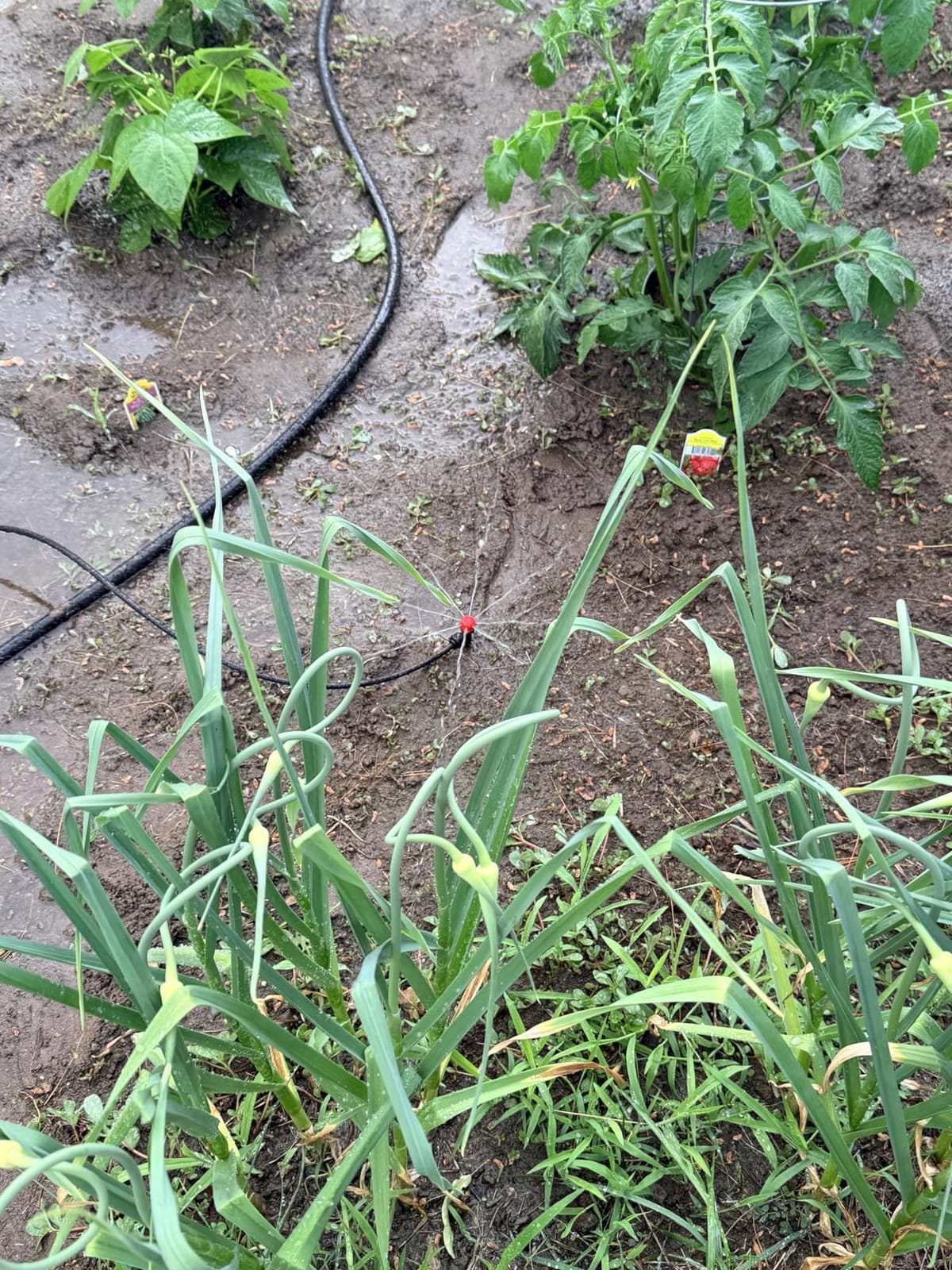 Push-to-Connect Drip Irrigation System Kit, Complete Premium Garden Watering System with 50FT 1/2