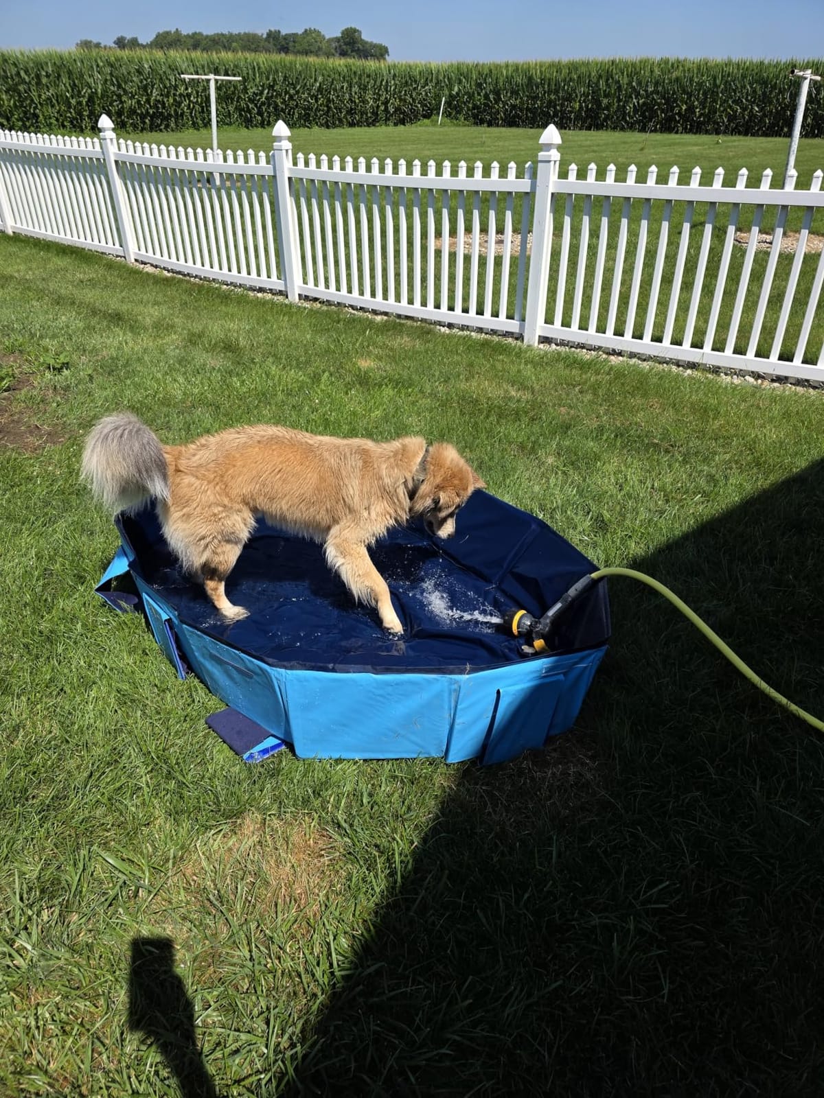 Peteast Dog Pool for Large Dogs, Foldable Hard Plastic, 71 x 39 x 12 in | Extra Large Collapsible Pet Bath Tub with Non-Slip Base for Indoor, Outdoor and Backyard Use, Blue customer photo 2