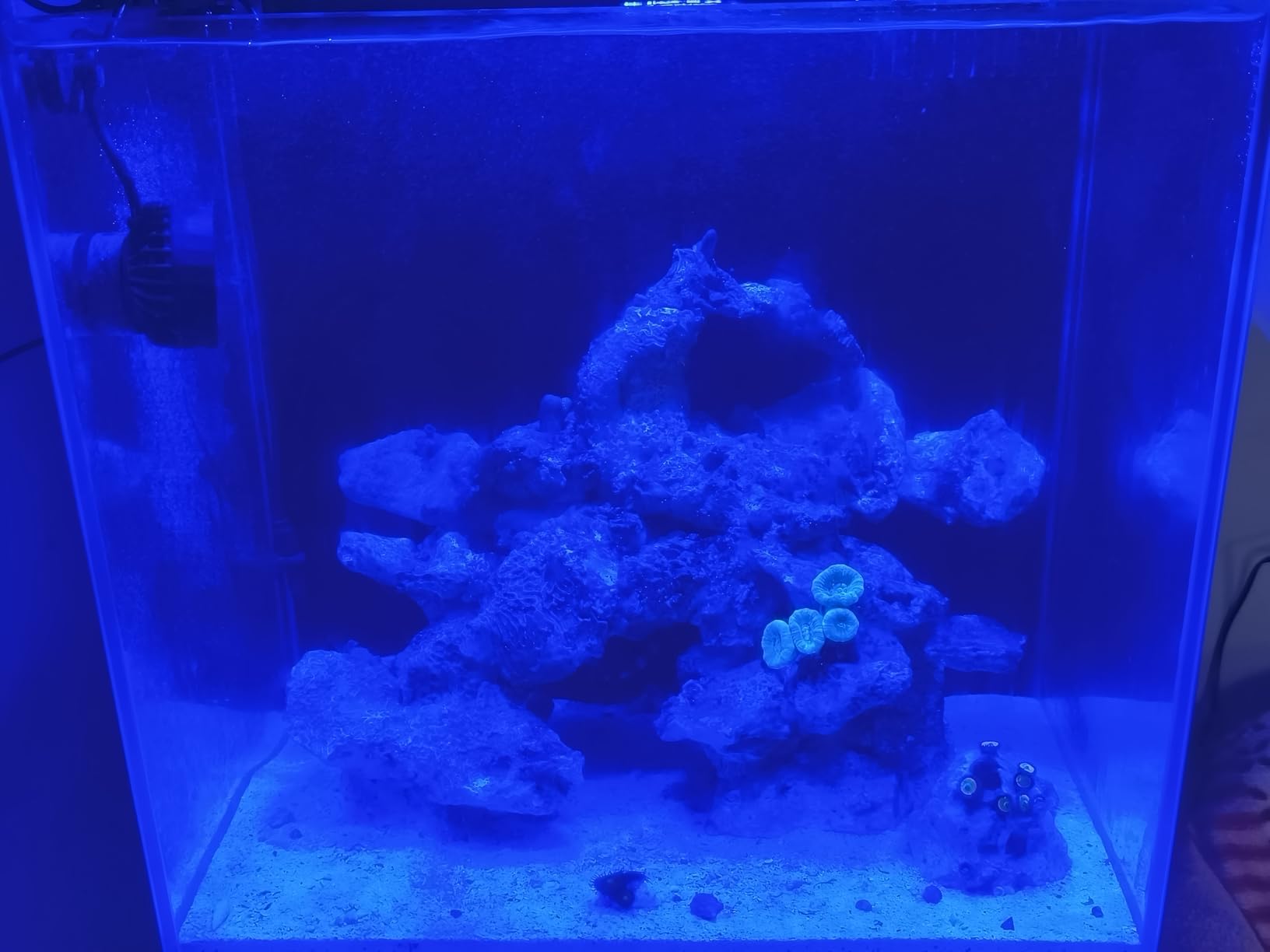 NICREW NavaReef 65 Reef LED Light, 65W Reef Aquarium Lighting for Soft/LPS Corals and Saltwater Fish Tanks, Built-in Timer, Blue Focused Spectrum customer photo 1