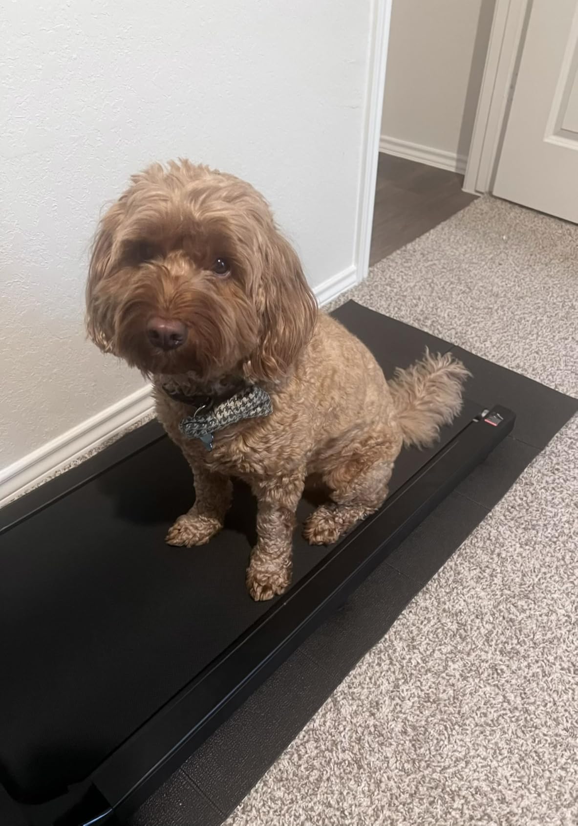 Stepwaver Walking Pad Mat, Treadmill Mat for Carpet & Hardwood Floors | High Density, 1/4 Thickness, Foldable, Floor Protection for Bike, Elliptical, Treadmill, Walking Pad customer photo 1