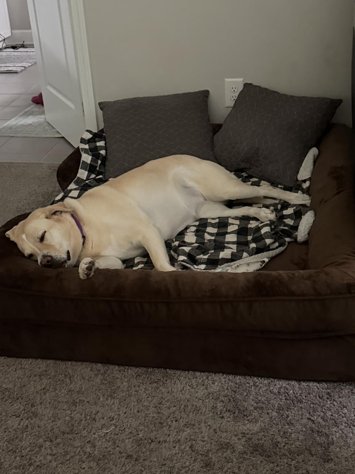 NOAH & PAW Giant Dog Bed XXL, 55x45x11 Inch, Orthopedic Dog Beds, Eggshell Memory Foam Infused with Cooling Gel, Inner Cover, Water Resistant, Machine Washable (Velvet Sofa Collection) customer photo 1
