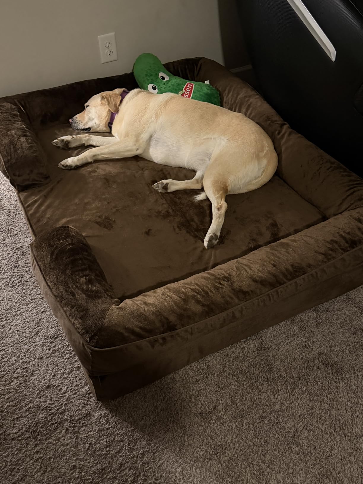 NOAH & PAW Giant Dog Bed XXL, 55x45x11 Inch, Orthopedic Dog Beds, Eggshell Memory Foam Infused with Cooling Gel, Inner Cover, Water Resistant, Machine Washable (Velvet Sofa Collection) customer photo 2