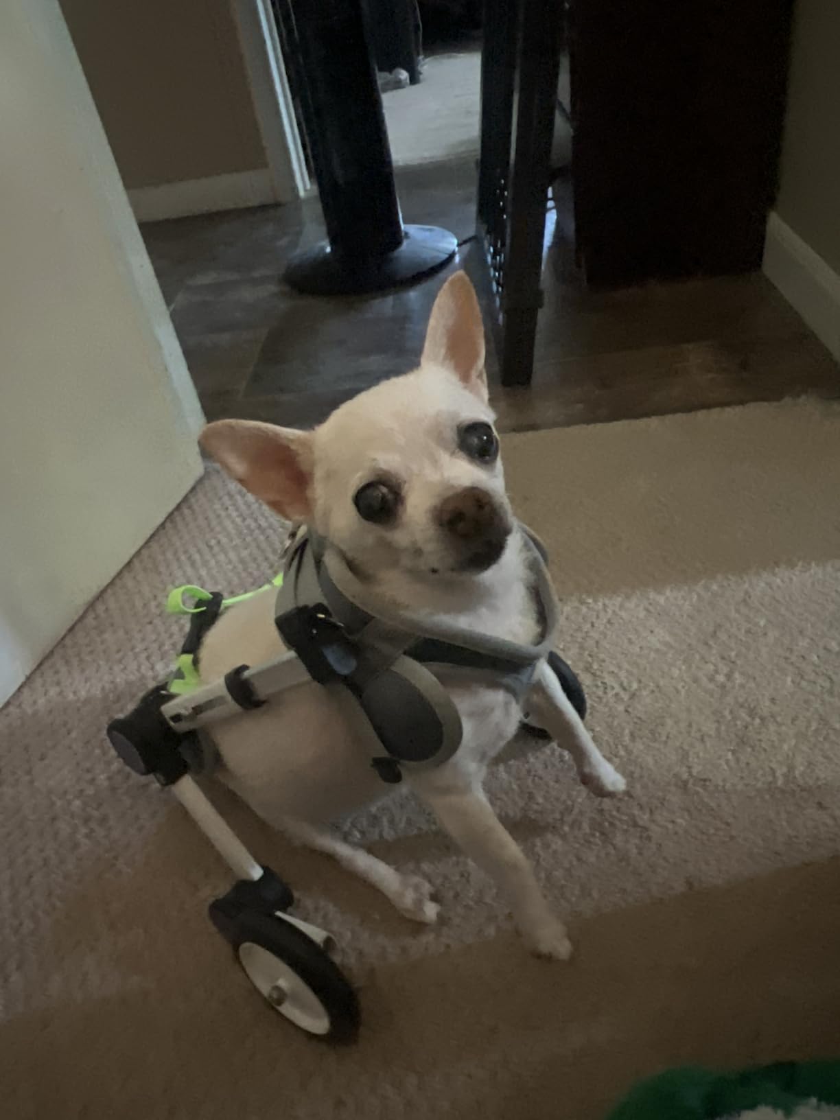 Dog Wheelchair for Back Legs, Adjustable Mobility Cart for Dog | Lightweight Hind Leg Support Wheelchair for Disabled Dog, Stable Cart Helps Walking, Exercise & Mobility customer photo 2