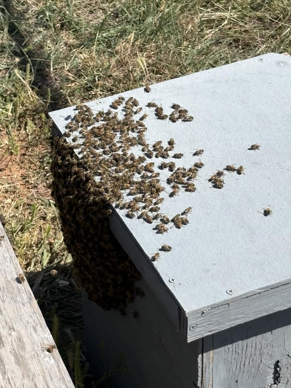 Bee Hive Smoker Kit - Stainless Steel Smoker with Heat Shield, Practical Beekeeping Supplies for Beginners & Professionals customer photo 1