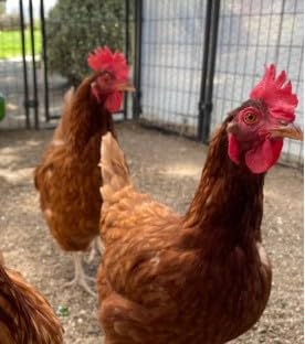 Automatic Chicken Coop Door, Battery Powered Electric Chicken Coop Door with Smart Timer, Anti-Pinch Sensor, LCD Display& Low Battery Reminder for Hens, Ducks, Geese Poultry customer photo 1
