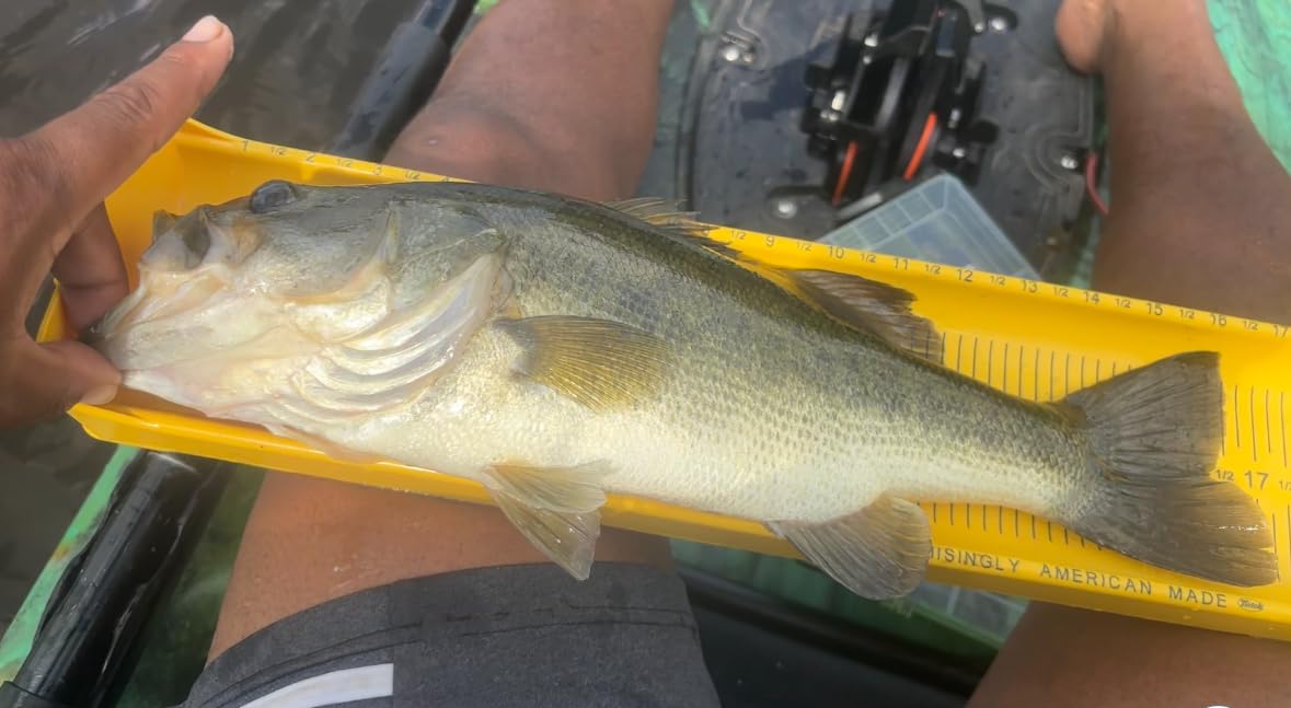 Pelican Catch Kicker 110 HDII - Sit on top Fishing Angler Pedal Kayak - Amazonia - HyDryve II Pedal System - Stable - 11 ft customer photo 2