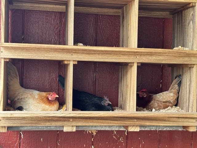 Neoaider Nesting Boxes for Chickens 8 Compartment | Wall-Mounted Wooden Chicken Nesting Box, Ensuring Comfortable Egg Laying, Perfect for Backyard and Poultry Farms customer photo 1