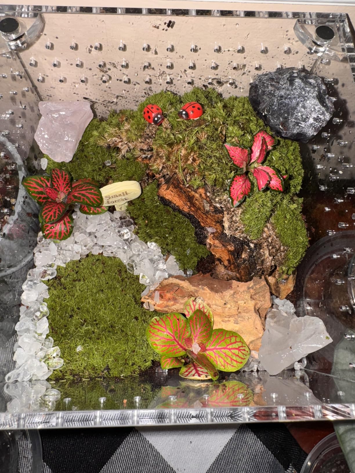 DIY Crystal Terrarium Kit - 21-Pieces All-In-One Starter Kit with Preserved Moss, Pumice, Crystals, Coconut Coir, Tools & Decor | Healing Gift for relaxing | Plants Lovers | Home & Desk Decor customer photo 1