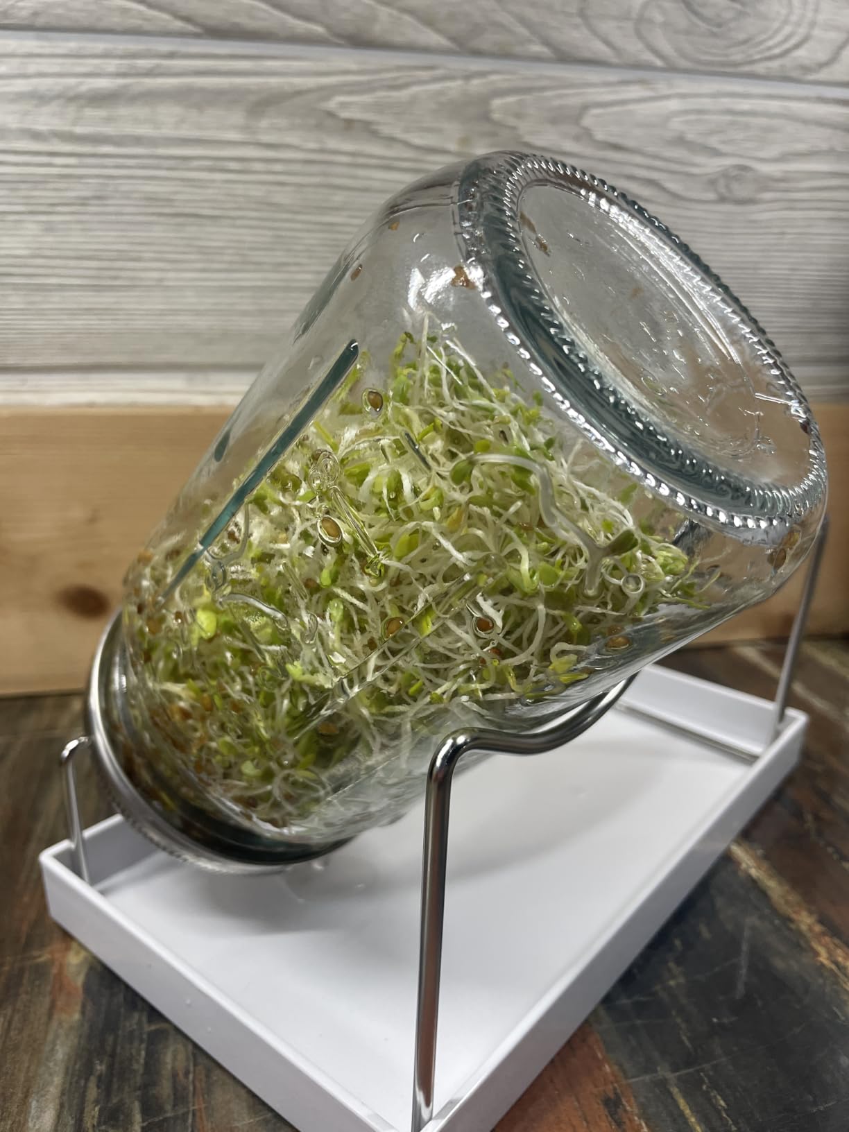 Kitmiido Organic Seed Sprouting Jar Kit - 2 x 32 oz Wide-Mouth Mason Jars | Stainless-Steel Sprouter Lids & Stand, Blackout Sleeves, Drain Tray, Grow Broccoli, Alfalfa & Bean Microgreens customer photo 2