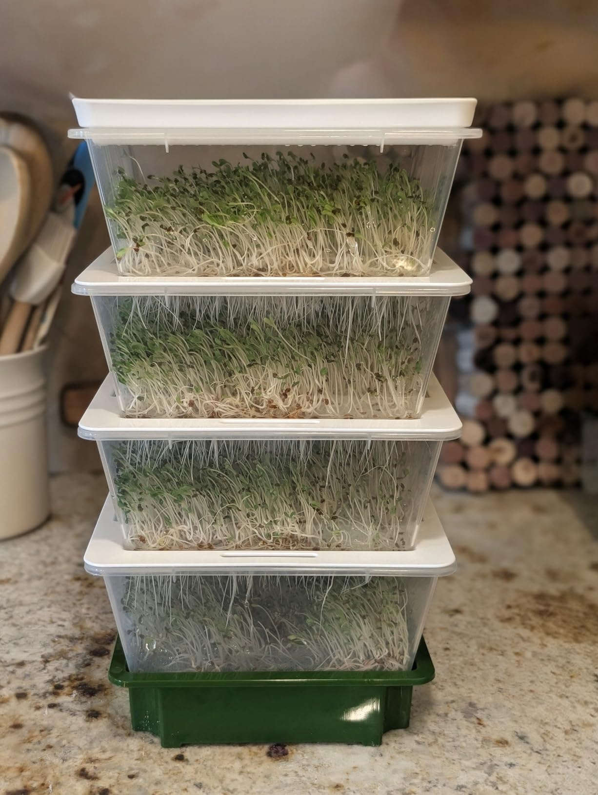 Sprouting Trays - 4-Tier Seed Sprouter with Drain Spout | 4 BPA-free stackable trays with a drain spout for easy home sprouting. customer photo 1