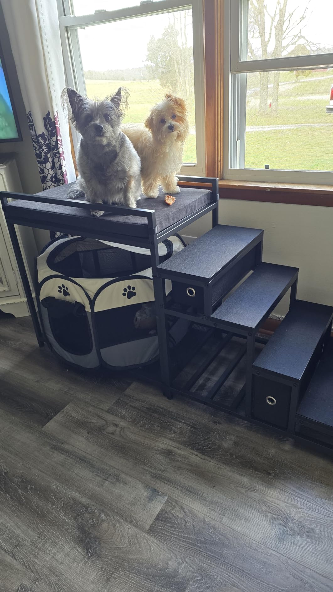 Saudism Pet Bunk Bed with Removable Stairs and 2 Drawers, Dogs/Cats Window Perch, Dog Window Seat with Soft Cushion, Ultra-Shallow Steps, Sturdy Metal Frame, Non-Slip, Load Capacity 60 LBS customer photo 2