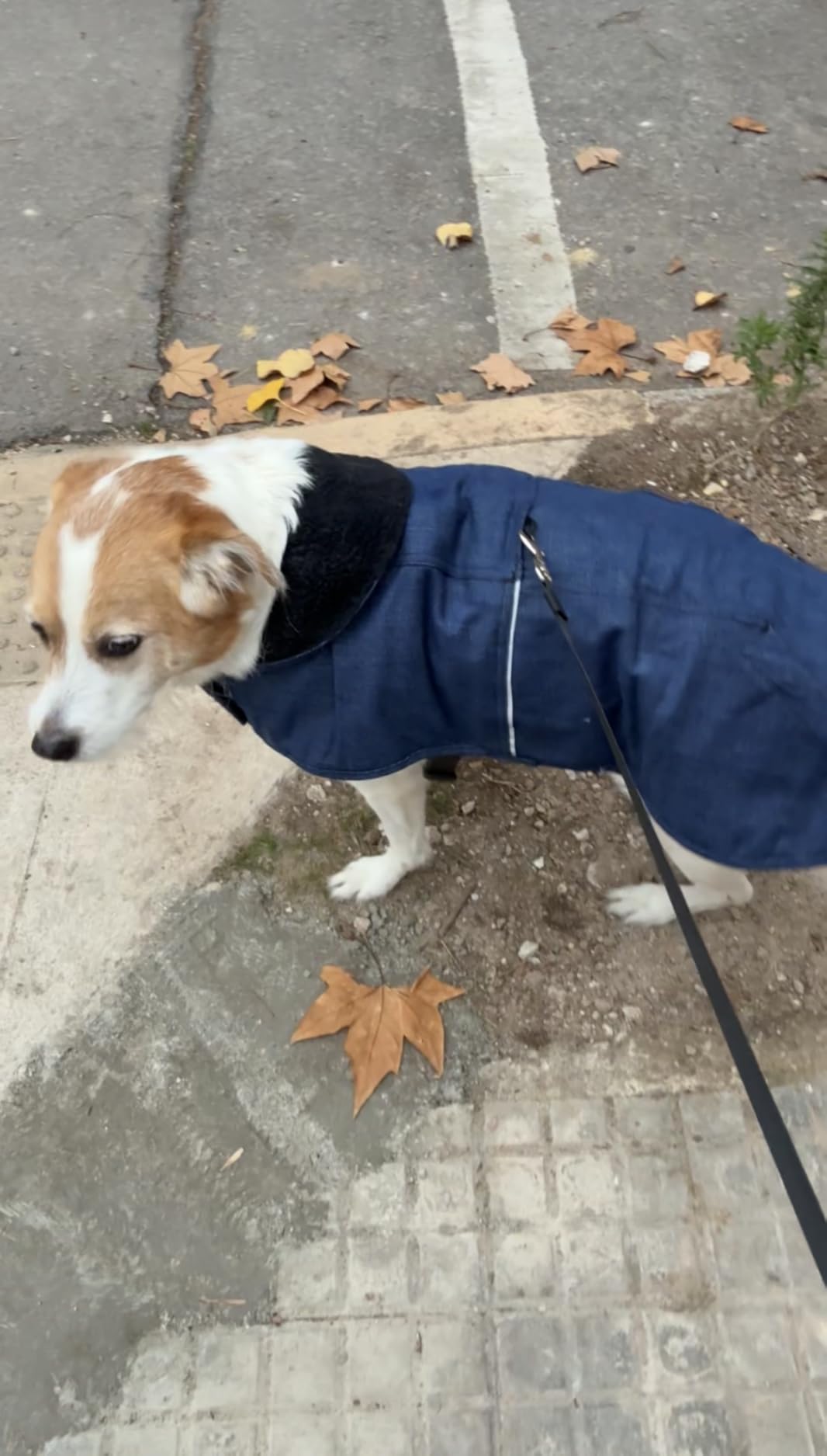 Carhartt Firm Duck Dog Chore Coat, Insulated Weather Resistant Jacket for Cold and Windy Conditions, Black, Medium customer photo 1