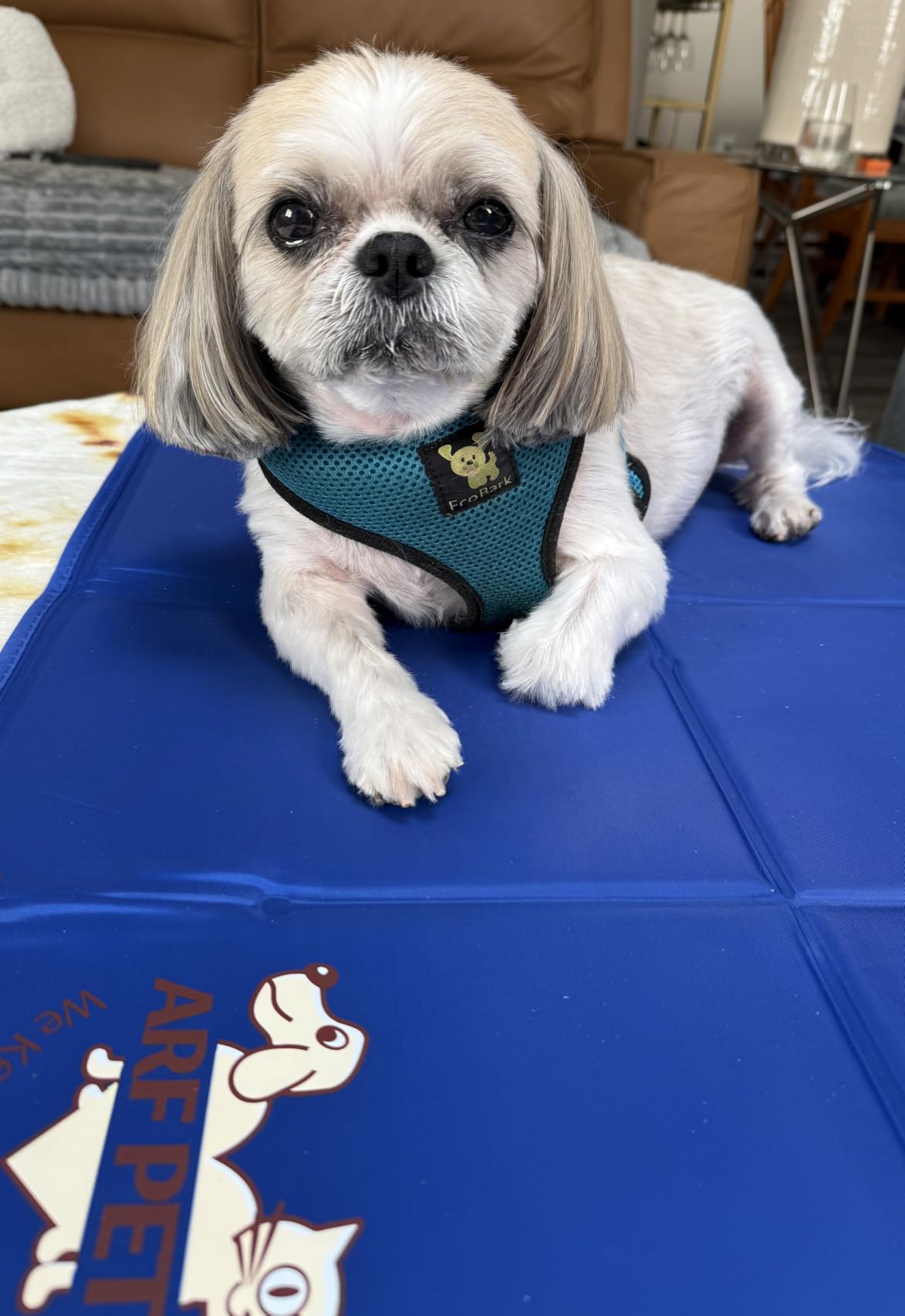 Arf Pets Dog Self Cooling Pet Bed Solid Gel Based | Durable & Non-Toxic | Includes a Foam Based Bolster Bed for Extra Comfort | Pressure-Activated | No Water, Electricity, or Refrigeration Needed customer photo 1