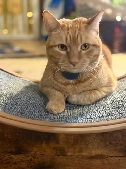 35.4 Inch Cat Exercise Wheel - Wooden Low Noise Cat Treadmill for Indoor Cats, Detachable Carpet & Enhanced Base for Fitness, Weight Loss Size M Brown customer photo 2