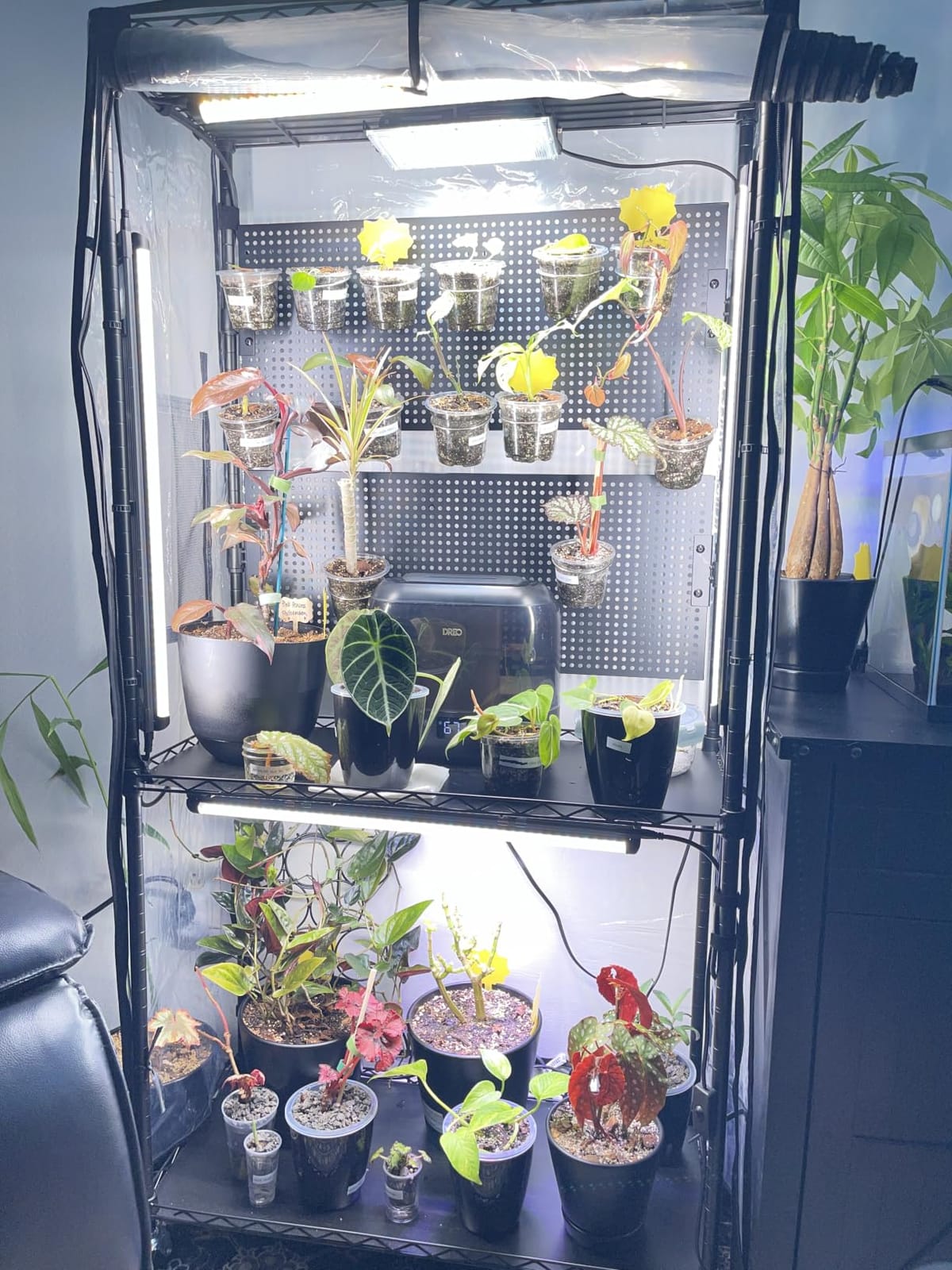Bstrip Indoor Greenhouse with Grow Light and Pegboard, 29.5x13.8x59in | Indoor Greenhouse Cabinet, 4-Pack Full Spectrum Plant Lights, 96W Total, Ideal for Foliage Plants, Indoor Growing customer photo 2